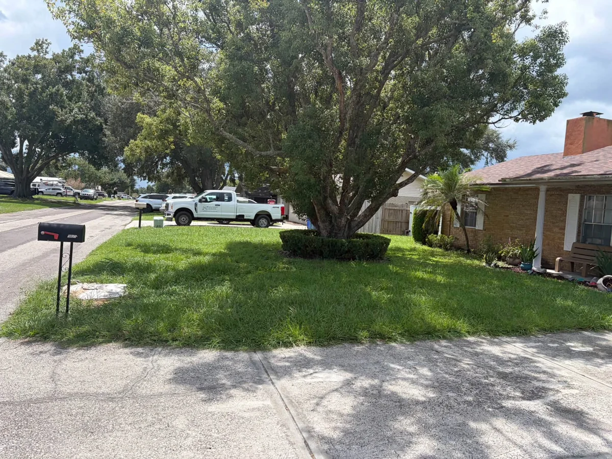 Front lawn with tall grass around a large tree before lawn maintenance